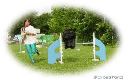 Agilitytraining mit unserem Rüden Mel Paso