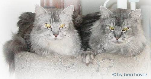 Meine beiden Maine Coons: Baghira & Bounty, die jetzt auch schon sehr alt geworden sind!